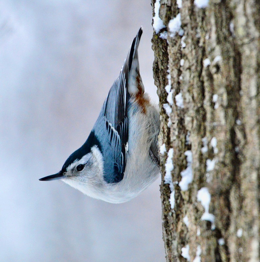 White Breasted Nuthatch by Joycelyn Anderdon is licensed under CC BY 3.0